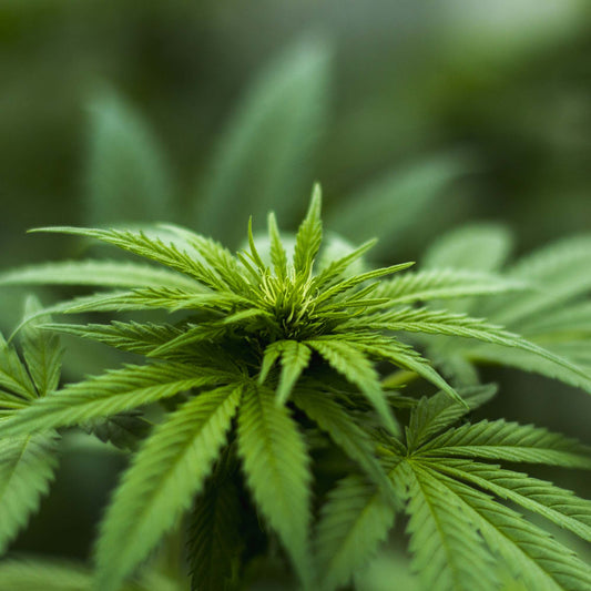 What is Hemp, its uses and advantages